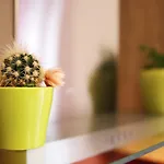 Appartement Lana *